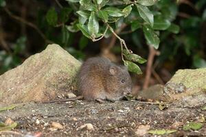 einheimisch Sumpf Ratte im Australien foto