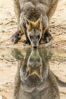 Sumpf Wallaby im Australien foto