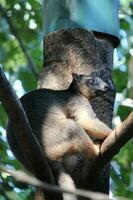 Baum Känguru im Australien foto