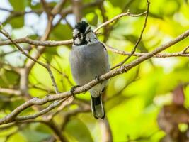 weißohrig Monarch im Australien foto