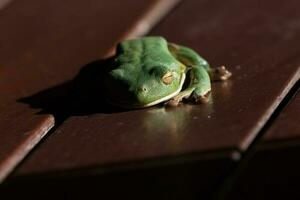 weißlippig Frosch im Australien foto