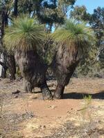 Outback Viktoria, Australien foto