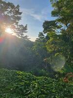 kuranda Regenwald, Queensland Australien foto