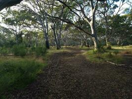 australisch Outback Wildnis foto