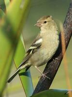 verbreitet Buchfink Vogel foto