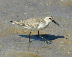 Brachvogel Strandläufer im Australien foto