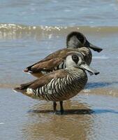 rosaohrig Ente im Australien foto