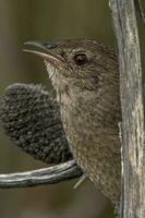 Western Borstenvogel im Australien foto