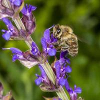 Honigbiene im Frühling fliegt zu einer Rosmarinblüte