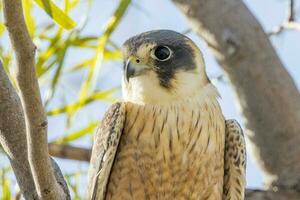 australisch Hobby im Australien foto