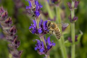 Honigbiene im Frühling fliegt zu einer Rosmarinblüte