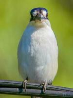 Wald Eisvogel im Australien foto