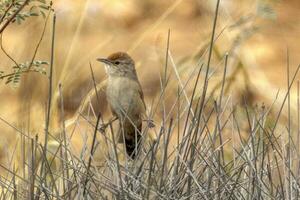 Spinifexvogel im Australien foto