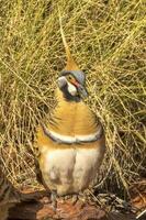 Spinifex Taube im Australien foto