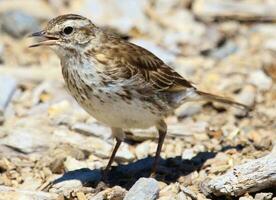 australasiatisch Pipit im Neu Neuseeland foto