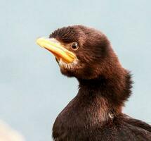 wenig Shag im Neu Neuseeland foto