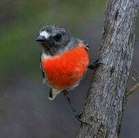 scharlachrot Robin im Australien foto