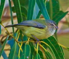 Weebill im Australien foto