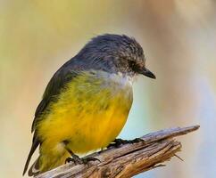 Western Gelb Robin im Australien foto
