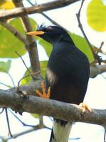 weiß belüftet Myna im Thailand foto