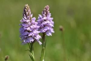 Gefleckte Orchidee Jersey uk Makrobild von Frühlingsblumen foto