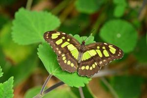 Malachit-Schmetterling Makrobild von Lepidoptera foto