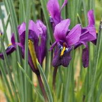 winzige kleine Irisblüten, Iris reticulata Purple Hill foto