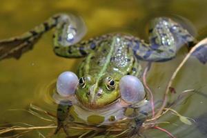 Frosch auf einem lokalen Teich im Frühjahr foto