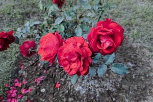 Nahaufnahme schöne kastanienbraune Rosenblüten mit grünen Blättern blühen im Garten foto