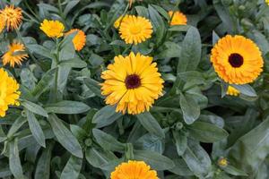 Nahaufnahme schöne orange gelbe Ringelblumenblüten blühen im Garten foto