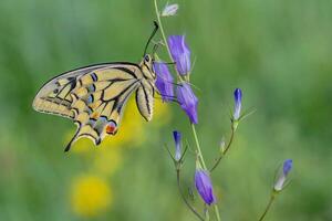 Schwalbenschwanz Schmetterling schließen oben Foto