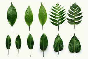 natürlich von tropisch Grün Blätter von Blatt isoliert auf Weiß Hintergrund, variiert anders von Pflanze botanisch, mit generativ ai. foto
