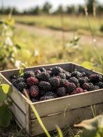 reif Brombeeren im ein hölzern Box auf ein Hintergrund von das Garten. Raum zum Text, Vertikale, Attrappe, Lehrmodell, Simulation, generativ ai foto