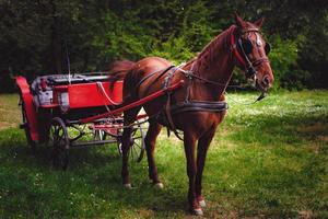 Braunes Pferd, das eine altmodische rote Kutsche im Park zieht, eine natürliche grüne Umgebung. foto