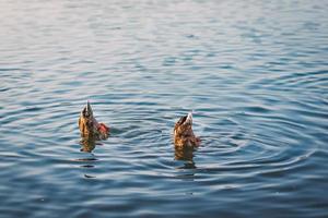 zwei Stockenten tauchen im Seewasser foto
