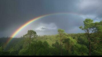 ein Regenbogen Wölbung über das Wald Himmel nach ein schnell Regen foto