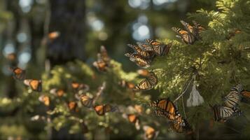 das Migration von Monarch Schmetterlinge durch das Wald foto