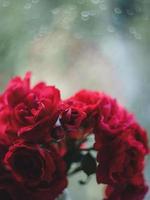 Strauß roter Rosen auf dem Hintergrund des Fensters foto