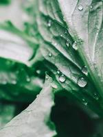 Makroansicht von frischen grünen Salatblättern mit Wassertropfen foto