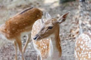 wilde hirsche natürlicher lebensraum familienfreundlicher wildpark foto