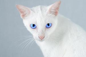 weißes Kätzchenporträt einer reinen weißen Katze mit blauen Augen auf isoliertem Hintergrund, Vorderansicht foto