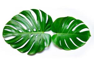 Monstera Blätter Blätter mit Isolat auf weißem Hintergrund Blätter auf Weiß foto