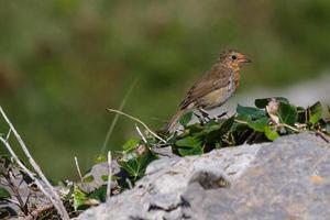 Rotkehlchen Erithacus Rubecula bei Inis Mor Aran Islands County Galway Irlandway foto