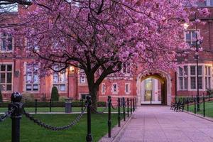 japanische Kirsche Prunus Serrulata Queens University Belfast Nordirland Vereinigtes Königreich foto