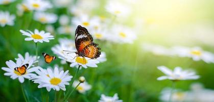 der gelb-orange Schmetterling ist auf den weiß-rosa Blüten in den grünen Grasfeldern