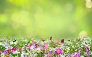 blume blatt hintergrund bokeh verwischen grünen hintergrund foto