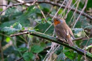 Rotkehlchen Erithacus Rubecula Lagan River Belfast Nordirland Vereinigtes Königreich foto