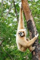 Gibbon Hylobates Lar Kletterbaum im Wald, Chiangrai, Thailand? foto