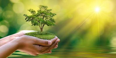 Umwelt Tag der Erde in den Händen von Bäumen, die Sämlinge wachsen. Bokeh grüner Hintergrund weibliche Hand, die Baum auf Naturfeldgraswalderhaltungskonzept hält foto