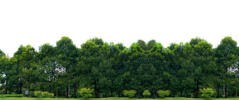 Panorama-Baum-weißer Hintergrundbanner foto